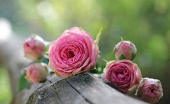 每一朵玫瑰花语有哪些？