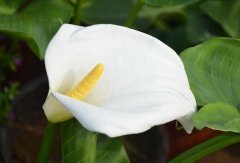 马蹄莲的花语和传说有哪些？