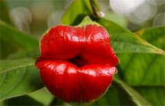 嘴唇花花语有哪些？