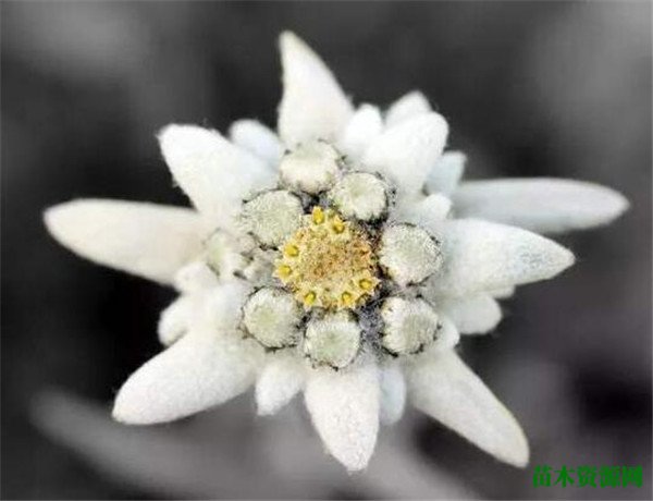 雪绒花图片花期 火绒草的花语和功效作用