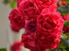 蔷薇花的花语和传说有哪些？