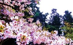 樱花的花语和传说有哪些？