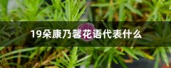 19朵康乃馨花语代表什么