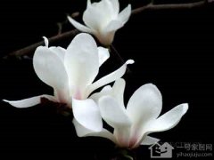 白玉兰花的花语有哪些？