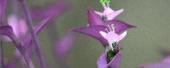紫竹梅的花语