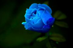 蓝玫瑰的花语有哪些？