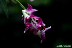 河州牡丹—石斛兰的花语有哪些？