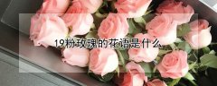19粉玫瑰的花语是什么