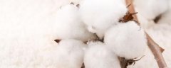 棉花的花语是什么