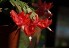 蟹爪兰花的花语有哪些？