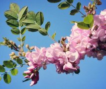 紫藤花花语有哪些？