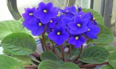 紫罗兰花语大全有哪些？