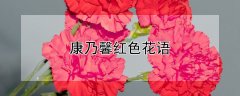 康乃馨红色花语