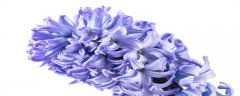 紫色风信子的花语和寓意 紫色风信子的花语和寓意是什么