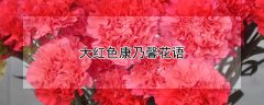 大红色康乃馨花语