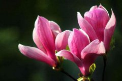紫玉兰花语有哪些？