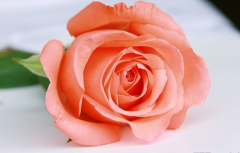 粉玫瑰的花语有哪些？