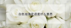 白色玫瑰花语是什么意思