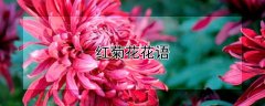 红菊花花语