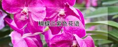 蝴蝶兰紫色花语
