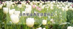 白色郁金香花语是什么