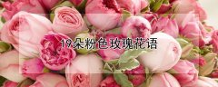 19朵粉色玫瑰花语