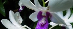 白色紫罗兰的花语