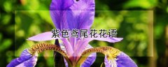 紫色鸢尾花花语