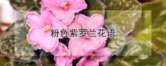 粉色紫罗兰花语