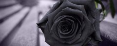 黑色玫瑰花语