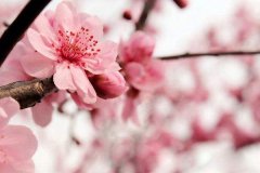 樱花花语 有什么含义