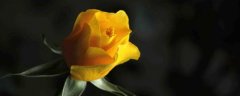 黄玫瑰的花语是什么意思