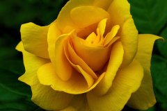 黄玫瑰代表什么意思 花语是什么
