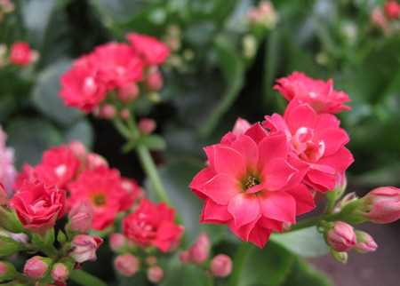 家庭种植花卉的花语总结：各种花卉的花语