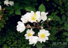 野蔷薇花语有哪些？