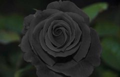 黑玫瑰花语是什么？