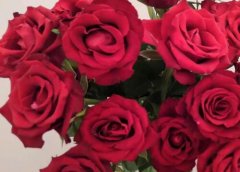 30朵玫瑰花语代表什么意思？