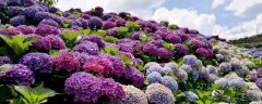 绣球花是常青植物吗，有哪些花语传说？