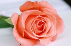 粉玫瑰花语和不同朵数所代表的意思