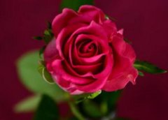 1朵玫瑰花语代表什么意思？