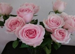 粉色玫瑰花语代表什么意思？