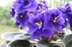 紫罗兰花语有哪些？