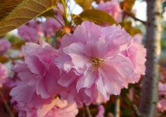 樱花的花语传说是什么呢？