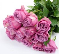 紫玫瑰代表什么意思 花语是什么