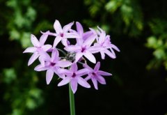 紫娇花什么时候开花，紫娇花花期管理/花语铭记于心