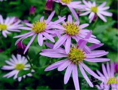 柳叶紫苑的花语有哪些？