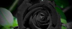黑玫瑰花语及其代表意义有哪些？