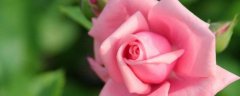 粉玫瑰花语19朵