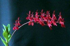 珍稀濒危植物——火焰兰，火焰兰花语