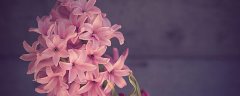 粉色风信子的花语传说是什么